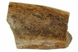 Hadrosaur (Edmontosaur) Rib Section - South Dakota #117079-3